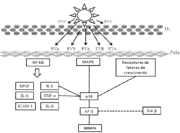 Figura 3: Vias de sinalização induzidas pela radiação UV. Ativação do NF ƙB e MAPK, aumento nos  níveis  de  diferentes  receptores  de  fatores  de  crescimento  com  consequente  aumento  das  MMPs,  e  regulação negativa do TGF β, resultando na diminuiç