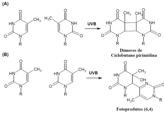 Figura  2:  Principais  lesões  no  DNA  induzidas  pela  absorção  da  radiação  UVB:  dímeros  de  ciclobutano  pirimidina (A)  e  fotoprodutos  (6,4)  pirimidina pirimidona  (B)