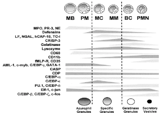 FIGURA 1: Representação da expressão de genes e fatores de transcrição em estágios  distintos da mielopoese