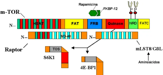 Figura 3 – Esquema da estrutuda de mTOR destacando-se sua interação com  FKBP12,  seus  sítios  de  fosforilação,  sua  interação  com  raptor  e  com seus substratos P70S6K e 4EBP1