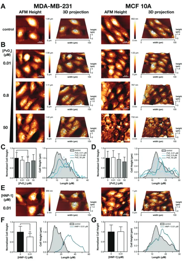 Fig. 2 Cell morphological examination of human breast cells using atomic force microscopy (AFM)