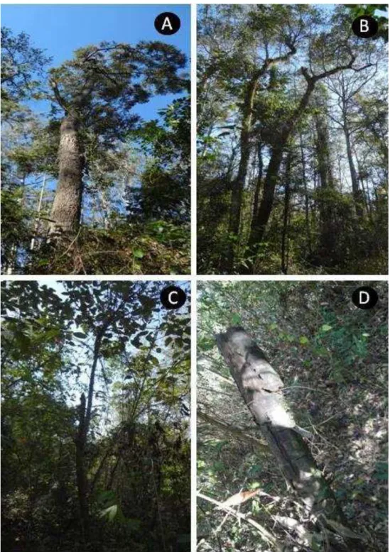 Figura 7  –  Exemplos de danos estruturais: (A) árvore intacta; (B) árvore danificada; 