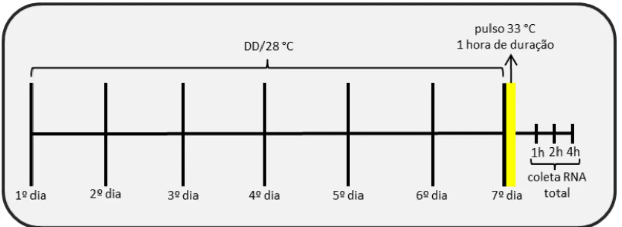 Figura 5. Esquema do protocolo experimental do pulso de temperatura de 33 °C (duração  de uma hora) em células mantidas em DD
