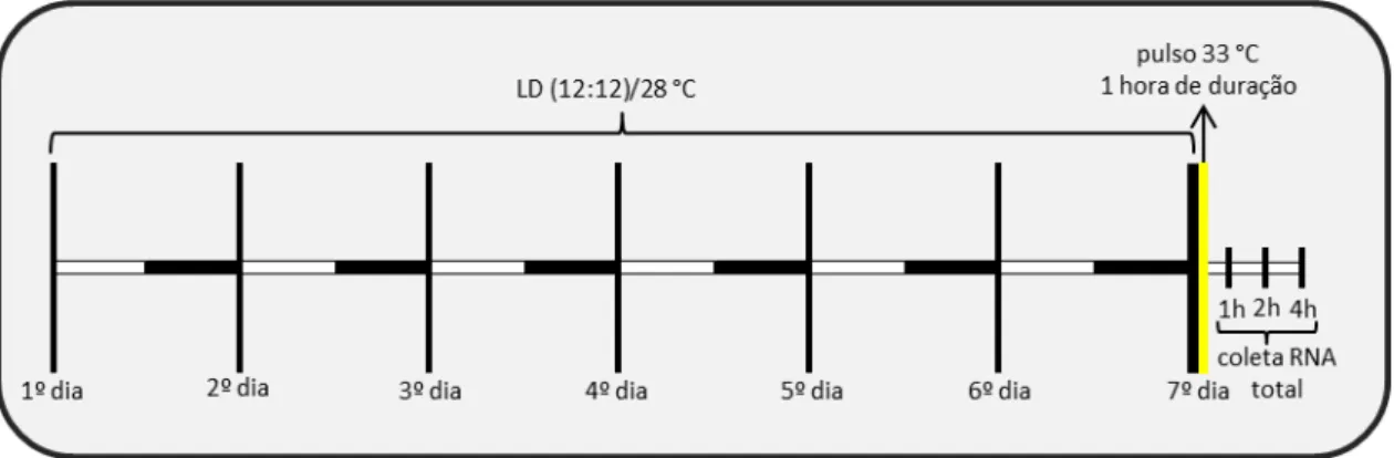 Figura 6. Esquema do protocolo experimental do pulso de temperatura de 33 °C (duração  de 1 hora) em células mantidas em LD