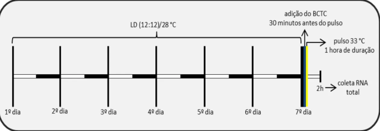 Figura  8.  Esquema  do  protocolo  experimental  do  pulso  de  temperatura  de  33  °C  (duração de 1 hora), em células mantidas em LD, na presença de BCTC.