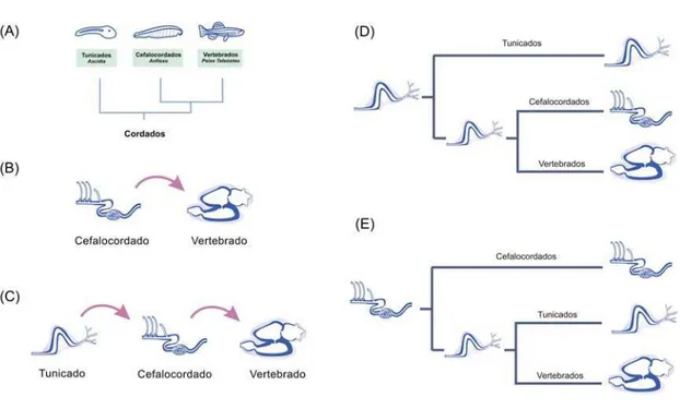 Figura 4. Cenários para a evolução do coração. (A) Filogenia tradicional, que serviu de base para  as primeiras hipóteses sobre evolução cardíaca