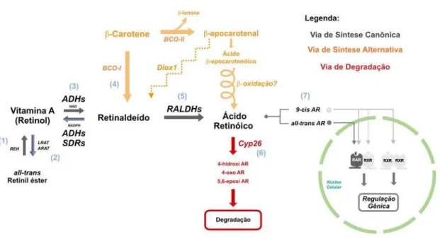 Figura 9. Metabolismo do ácido retinóico (AR). Em preto, a via canônica de síntese do AR