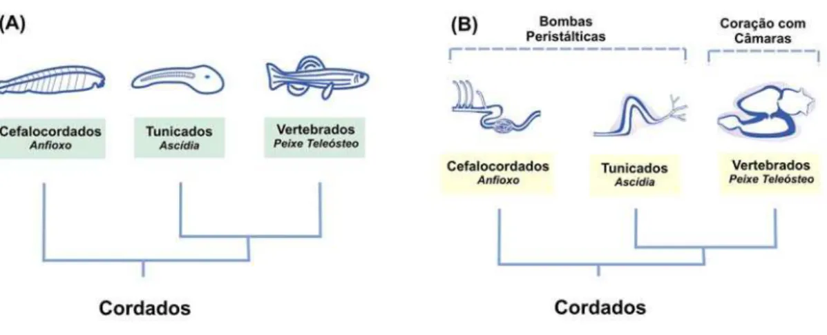 Figura 1. Bombas circulatórias dos cordados. A) Filogenia atual do Filo Chordata. (B) O coração  com câmaras, cuja eficiência é superior às bombas peristálticas dos cordados basais, é  uma exclusividade dos vertebrados