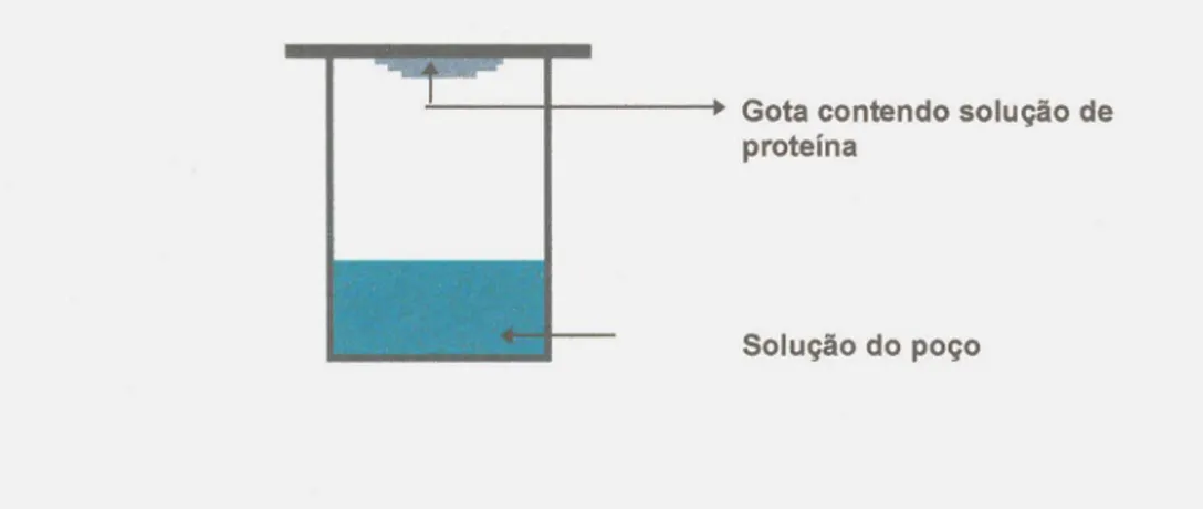 Figura A-2 Gota suspensa (&#34;hanging drop&#34;) .Tecnica de cristaliza~ao de proteinas pelo metodo de difusao de vapor