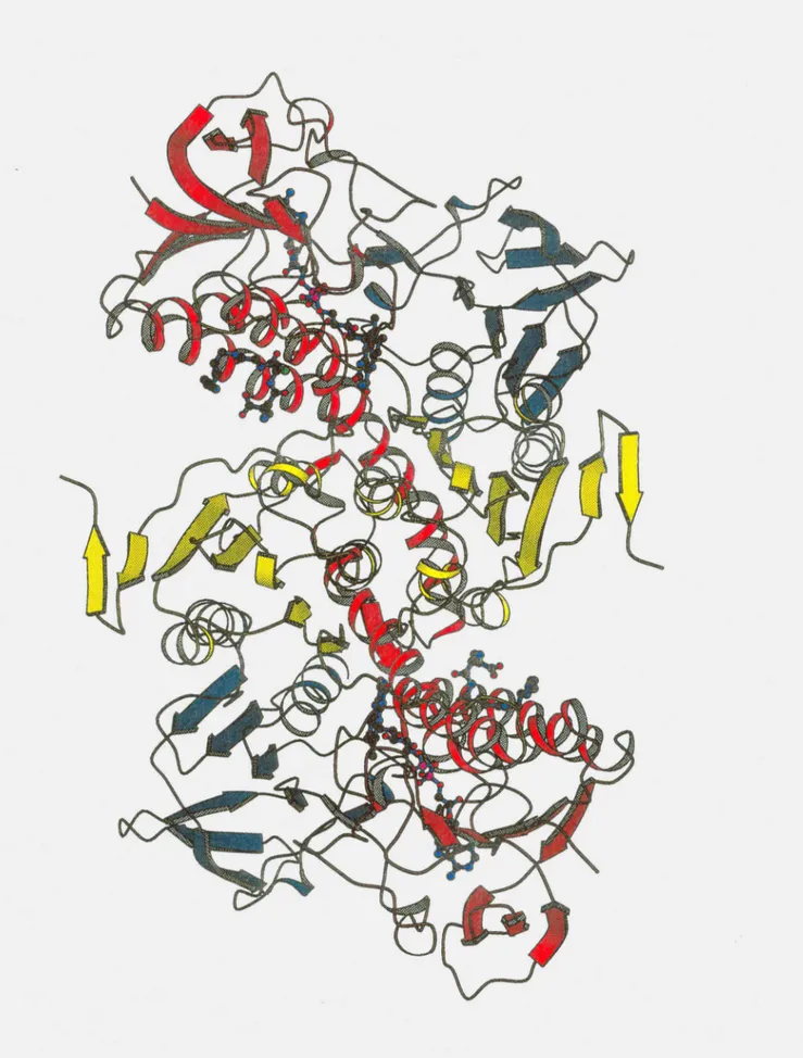 Figura 111-15:Estrutura tridimensional para C58S TR + Gspd. Em vermelho 0 dominio I, em azul 0 dominio II e em amarelo 0 dominio III.