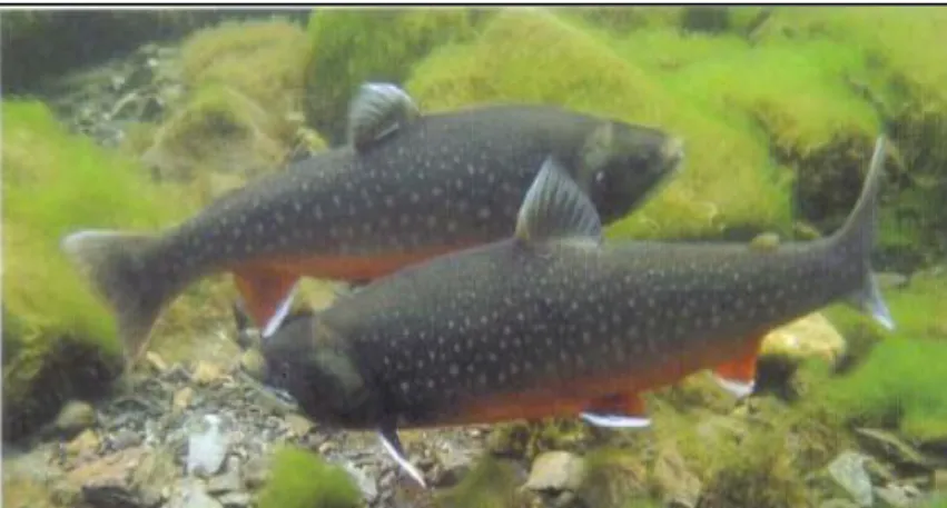 Figure  3  –  S.alpinus  from  andromous  population,  in  Norway  (Source:  Handbook  of  European Freswater Fishes, 2007)