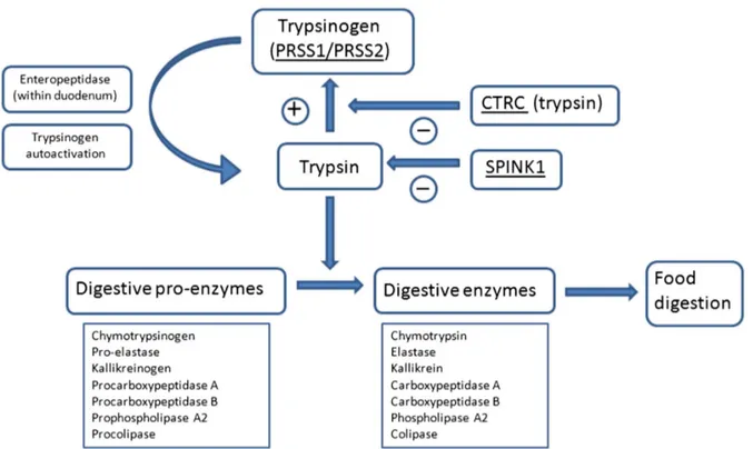 Figura 3: Fisiologia do tripsinogênio. O tripsinogênio secretado pelas células acinares  do pâncreas é ativado por enteropeptidases na luz duodenal, a tripsina inicia a ativação  de outras pró-enzimas