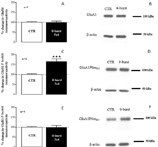 Figure 1.4. GluA1 levels and phosphorylation following LTP induction with moderate TBS