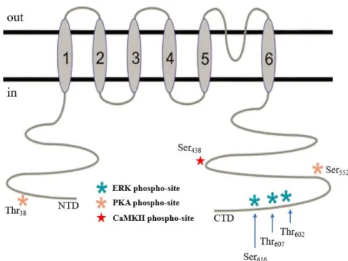 Figure 1.5. Overview of Kv4.2 channel  structure.  The channel is composed of six TM domains, with an extracellular P- P-domain between the fifth and the sixth