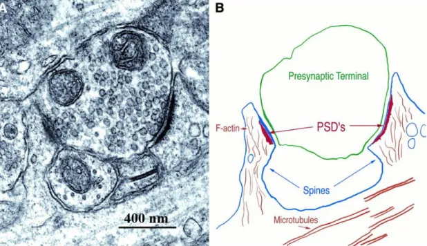 Figure 1.7. The PSD, opposing presynaptic terminals forming glutamatergic synapses with two dendritic spines