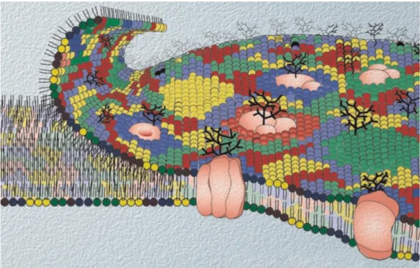 Figure  1.8.  Schematic  representation  of  the  fluid  mosaic  membrane  proposed  by  Singer  and  Nicolson  modified  to  highlight the diversity of lipid components and their heterogeneous transversal and lateral distribution