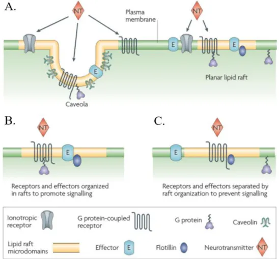 Figure 1.9. Lipids raft organization and possible roles in neurotransmitter signaling