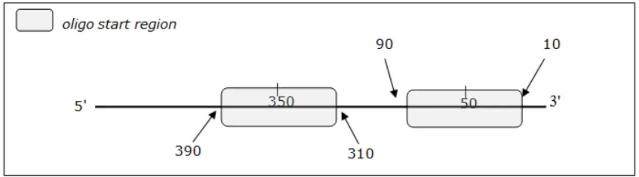 Figura 3.4. Representação esquemática das regiões de seleção dos oligonucleotídeos. 