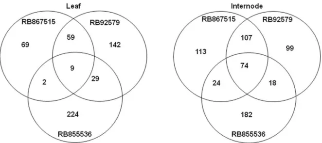 Figura 4.11. Comparação de genes diferencialmente expressos.  Comparação da  expressão diferencial dos tecidos  folha +1 e entrenó 1 em amostras das variedades  RB855536 (sensível), RB867515 (tolerante) e RB92579 (tolerante) aos sete meses após o  plantio,