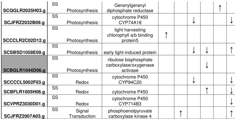 Tabela 4.3.  Genes diferencialmente expressos relacionados com a Fotossíntese.  Em  cinza estão marcados genes que tiveram tanto a fita senso como a fita antisenso  diferencialmente expressa