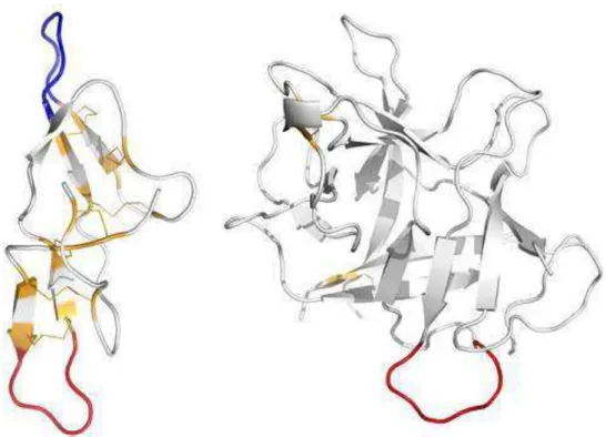 Figura 1 - Estrutura tridimensional dos inibidores de peptidase de soja SBBI, à esquerda (PDB–1D6R,  (KOEPKE et al., 2000) e SBKI, à direita (PDB–1AVW, (SONG; SUH, 1998) visualizada no  programa  pymol
