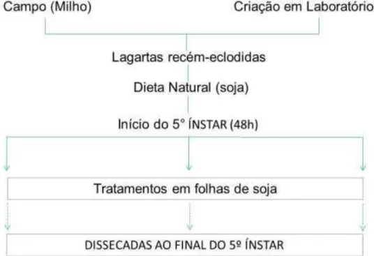 Figura 5 - Segundo ensaio biológico de lagartas  S.  frugiperda advindas de campo e de criação em  laboratório (Grupo 2) 