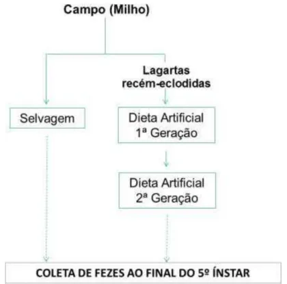 Figura 8 – Primeiro ensaio biológico de lagartas S. frugiperda para coleta de fezes 