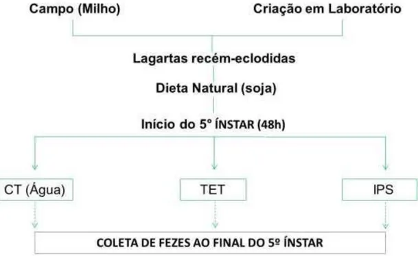 Figura 9 - Segundo ensaio biológico de S. frugiperda para coleta de amostras fecais 