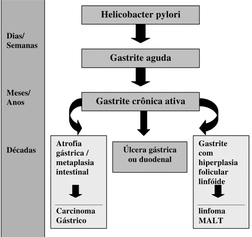 Figura 1. Modelo de desenvolvimento das doenças associadas ao H. pylori* 