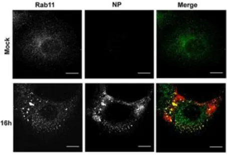Figure 1. IAV infection alters Rab11 distribution 