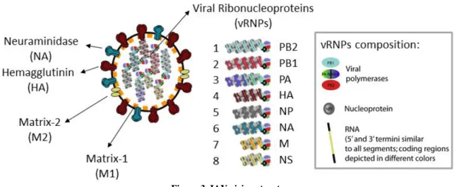 Figure 3. IAV virion structure 