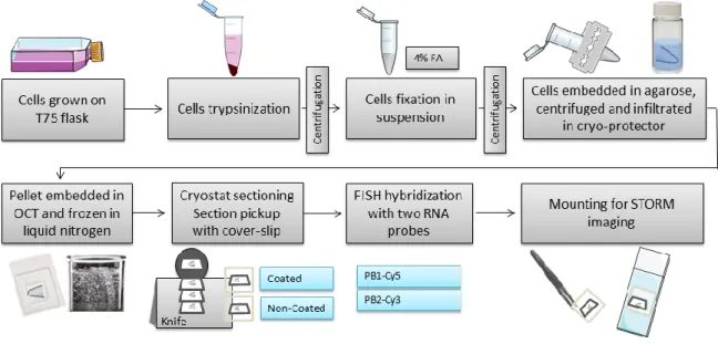 Figure 9. Scheme of FISH on Cryostat Sections 