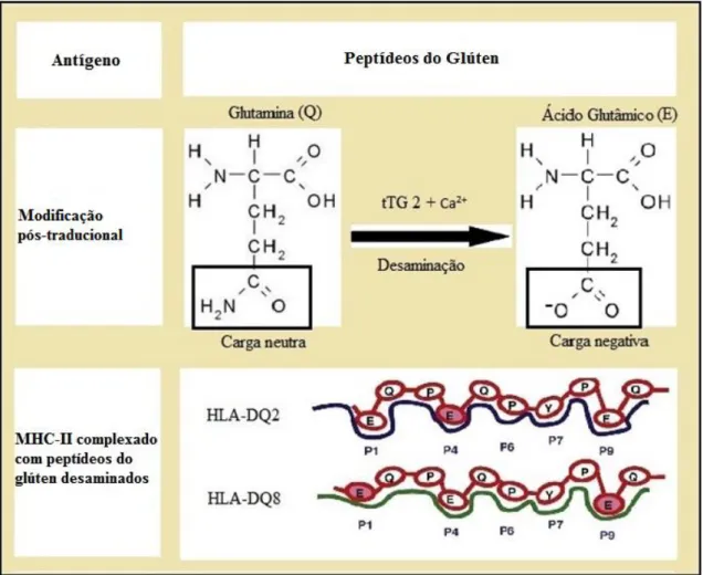 Figura 1 – Fragmentos γ-gliadina ligados nas fendas P1, P4 e P9 do HLA-DQ2 e DQ8. Fonte: 