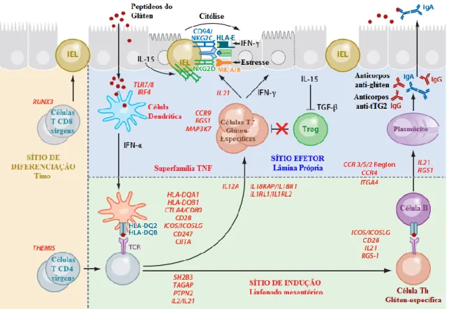 Figura 2 – Modelo imunopatológico da DC mostrando a integração de células e genes descritos  por Genomic Wide Association (GWAS) com os passos imunopatológicos descritos para a DC
