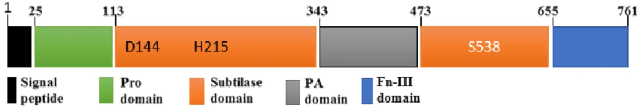 Figure  1  represents  the  conserved  structure  of  plant  subtilases  but  some  subtilases  present either other domains such as the fibronectin (Fn) III-like domain (Rawling and  Salvesen, 2013) or domain deletion