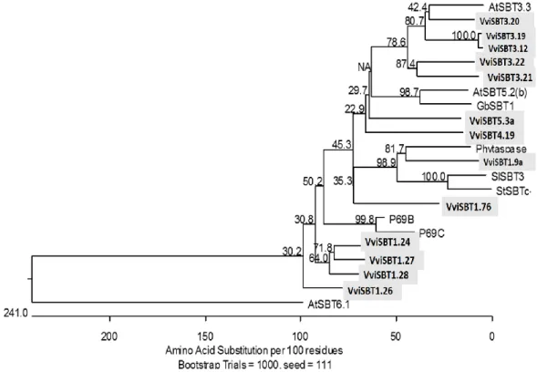 Figure 6: Phylogenetical analysis of 13 Vitis subtilases with other plant subtilases predicted to be  involved  in  plant  defence  against  pathogen  infection