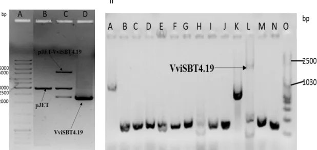 Figure  7:  Agarose  gel  analysis  of  amplification  of  VviSBT4.19  using  Vitis  vinifera  cDNA  as  template and VviSBT4.19 cloning into pJET vector