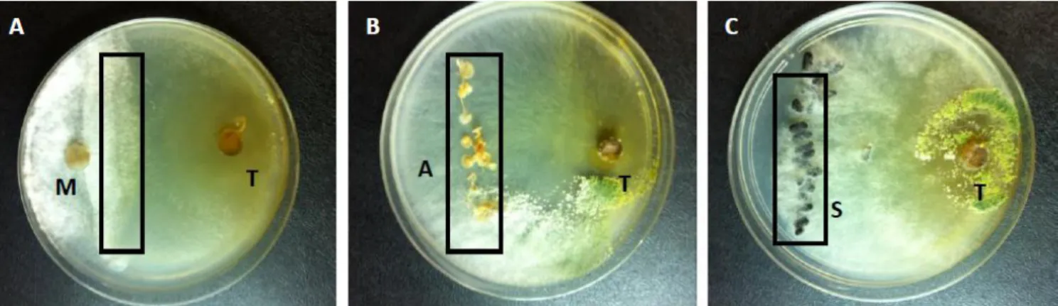 Figura 9 placas mostrando o micoparasitismo entre o T. harzianum e as estruturas do fitopatogeno  