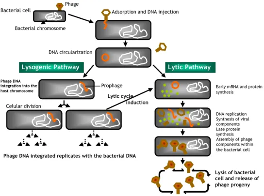 Figure 1. Life cycle of a temperate bacteriophage. See text for more complete description