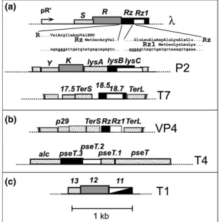 Figure 4. Rz/Rz1 and spanin gene  arrangements. In each map, light grey,  dark  grey, black and white boxes  indicate  holin, endolysin, Rz and Rz1  genes, respectively