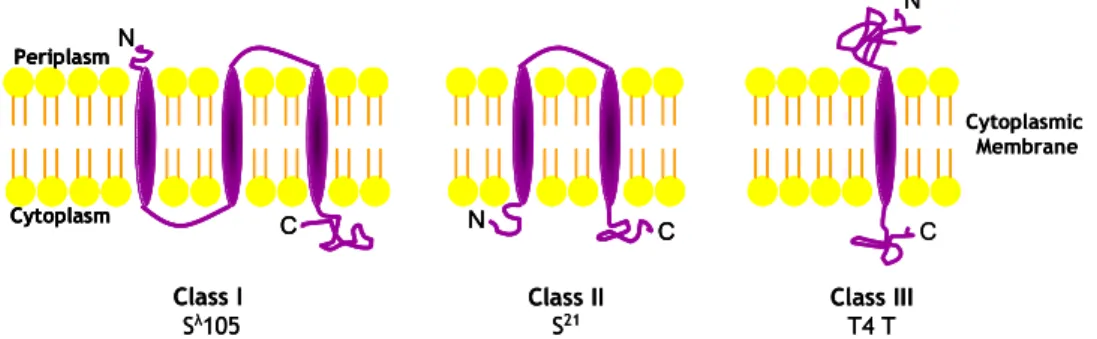 Figure 5. Schematic representation of known topologies of described phage holins. 