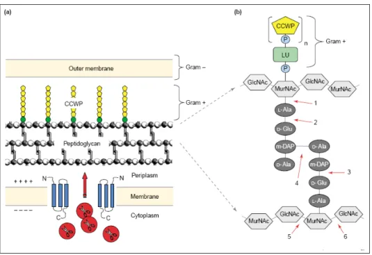 Figure 6. Bacterial cell wall structure and endolysin targets. (a) Schematic representation of the bacterial cell  wall, and one way of phage endolysins gain access to their substrate