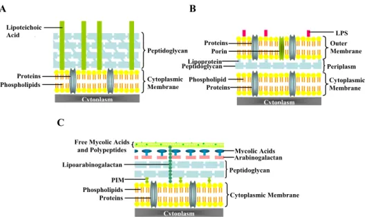 Figure 10. Cell envelopes of bacteria.  (A)  Gram-positive bacteria; (B) Gram-negative  bacteria; (C) Mycobacteria