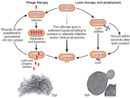 Figure 11. Steps to bacterial lysis in phage and lysin therapy. Phage therapy (on the left)  exploits a natural phage lytic cycle, which occurs over 30 min and is divided into three  major steps, including the release of new virions (in red) into the envir