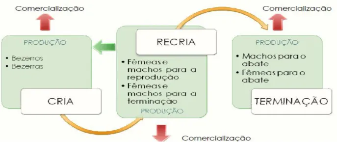 Figura 8 - Fases de produção da bovinocultura 