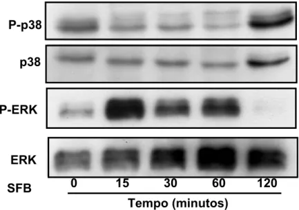 Figura 7 – Ativação das MAPKs em células estromais de crianças  saudáveis (CT1) estimuladas por SFB
