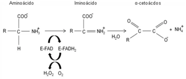 FIGURA  1.  Representação  da  reação  de  desidrogenação  catalisada  por  L- L-aminoácido oxidases (Adaptado de COSTA et al., 2014)