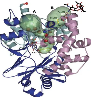 FIGURA  3.  Representação  estrutural  da  forma  monomérica  da  LAAO  de  Calloselasma  rhodostoma   (CR-LAAO)  complexada  com  o  substrato   L-fenilalanina refinado a 1,8 Å