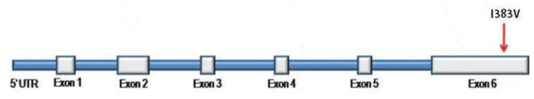 Figura 1  –  Localização da mutação encontrada (I383V) no gene TARDBP. 