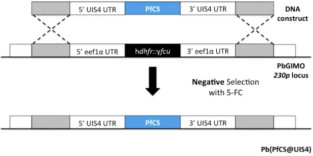 Figure  4:  Schematic  representation  of  Pb(PfCS@UIS4)  through  the  GIMO  transfection method